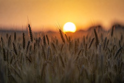 Wheat Field at Sunset