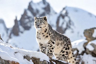 Snow Leopard on Snowy Mountain Rock
