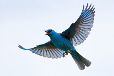 Indigo Bunting Bird Flying and Singing