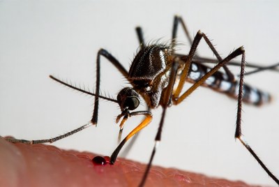 Mosquito biting human skin