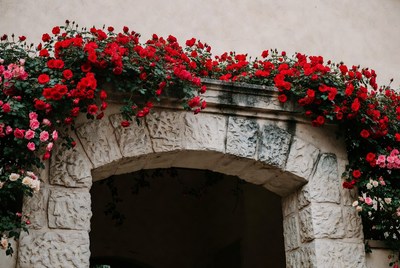 Red Roses Climbing Stone Archway