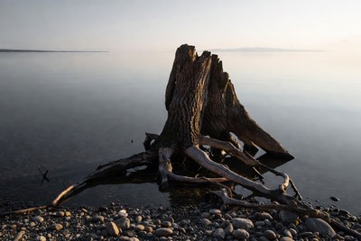 Driftwood stumps in calm lake