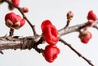 Red Flower Buds on Branches
