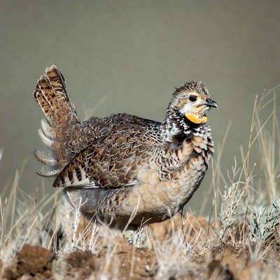 Gilded flicker quail standing in grass
