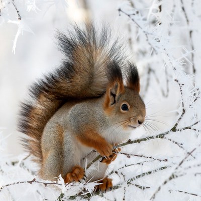 Red Squirrel on Snowy Branch