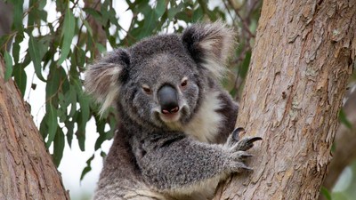Koala clinging to eucalyptus tree