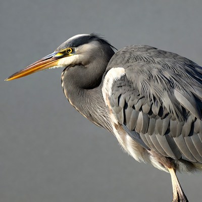 Great Blue Heron standing gracefully