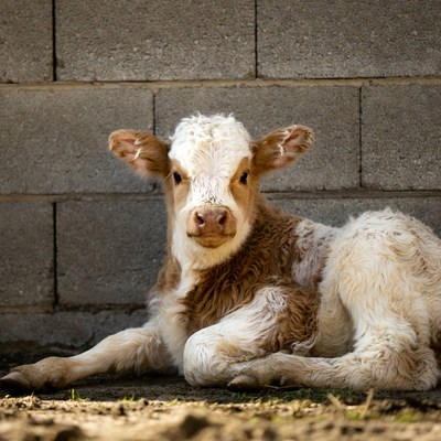 Cute calf lying against brick wall