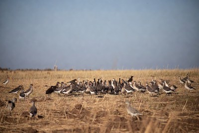 Flock of gulls on dry grassland