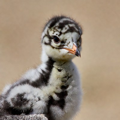 Fluffy killdeer chick closeup