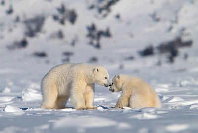 Mother polar bear nuzzling cub