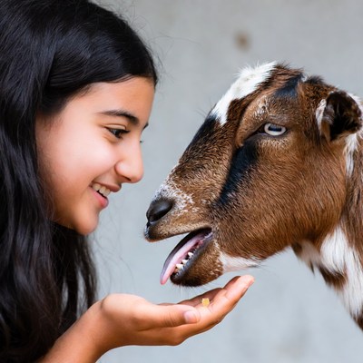 Girl feeding goat treat