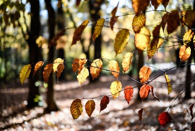 Autumn yellow leaves on branch