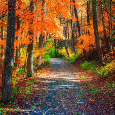 Autumn Forest Path with Orange Trees