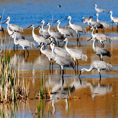 Flock of Sandhill Cranes in Shallow Water