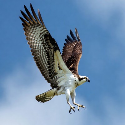 Osprey flying with wings spread