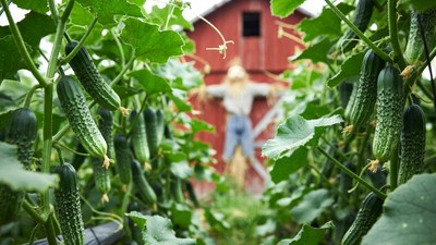 Scarecrow in Cucumber Field