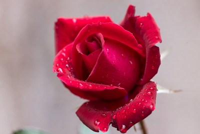 Red Rose with Dew Drops