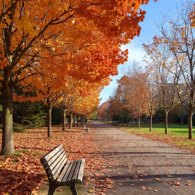 Autumn Pathway with Bench and Orange Trees