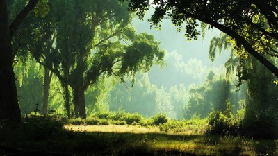 Sunlit Forest Clearing with Lush Trees