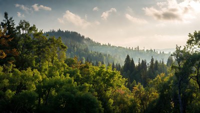 Forest Hillside in Autumn Sunrise