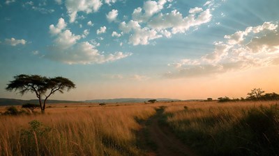 Acacia Tree in African Savanna Sunset