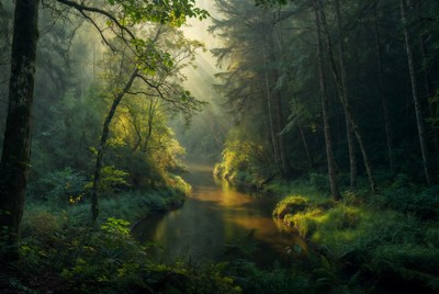Sunlit Forest Path with Winding River