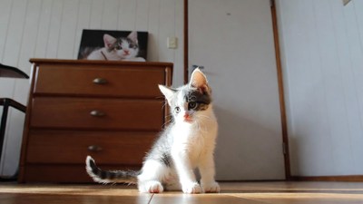 Cute calico kitten sitting near dresser