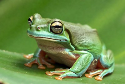 Green tree frog on leaf