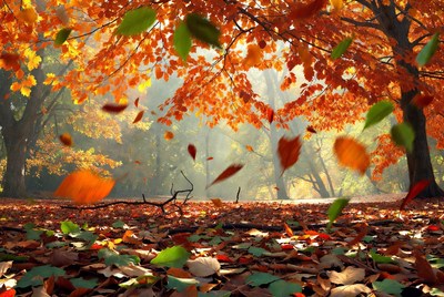 Autumn Forest with Falling Leaves