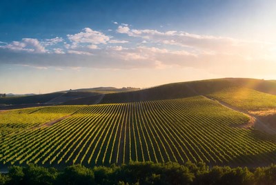 Vineyard Rows at Sunset
