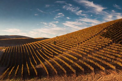 Golden Vineyard Rows on Hills