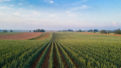 Aerial View of Wheat Fields