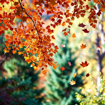 Vibrant Autumn Maple Leaves Falling