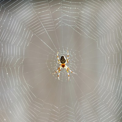 Spider on web