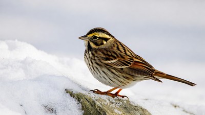 Savannah Sparrow on snowy rock