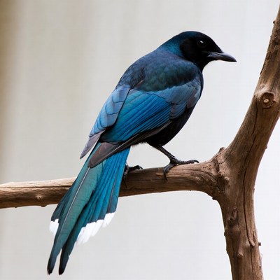 Blue Magpie Jay perched on branch