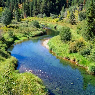 Winding River in Forest Valley