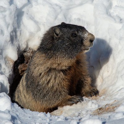 Marmot emerging from snowy burrow