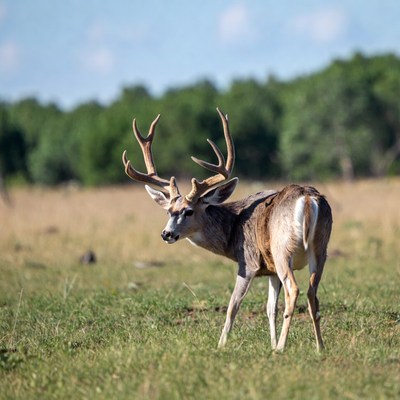 Mule Deer Buck in Grassy Field