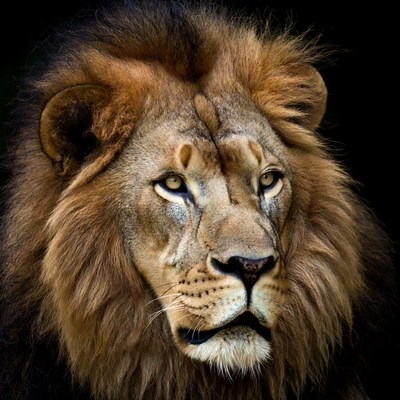 Lion with majestic mane