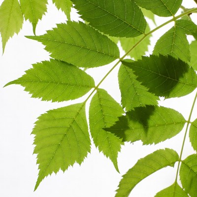 Green serrated tree leaves