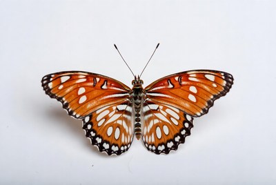 Orange butterfly with white spots