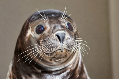 Harbor seal close-up portrait
