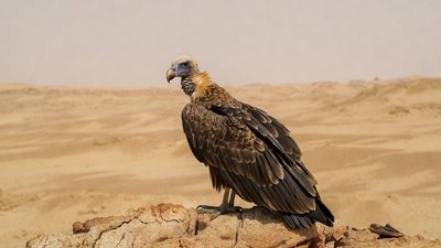 Griffon vulture on desert rock