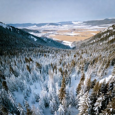 Snowy Forest Valley Landscape