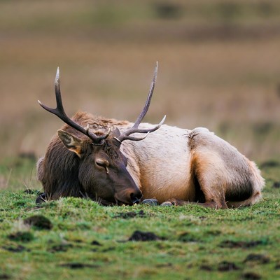 Bull Elk Lying in Grass