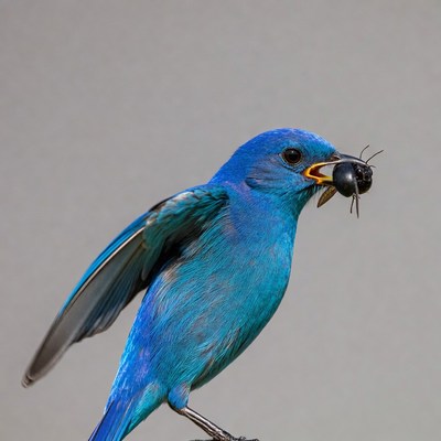 Indigo Bunting Eating Beetle