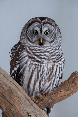 Barred Owl Perched on Branch
