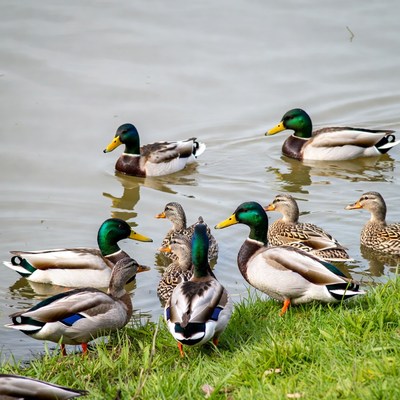 Group of ducks on lake shore